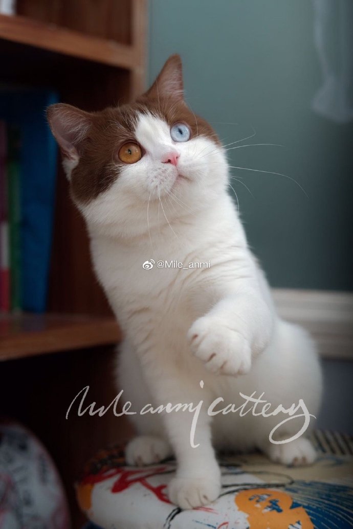 猫图片|宠物猫|猫咪|