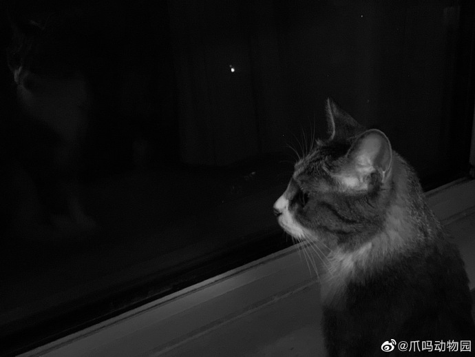 猫图片|宠物猫|猫咪|