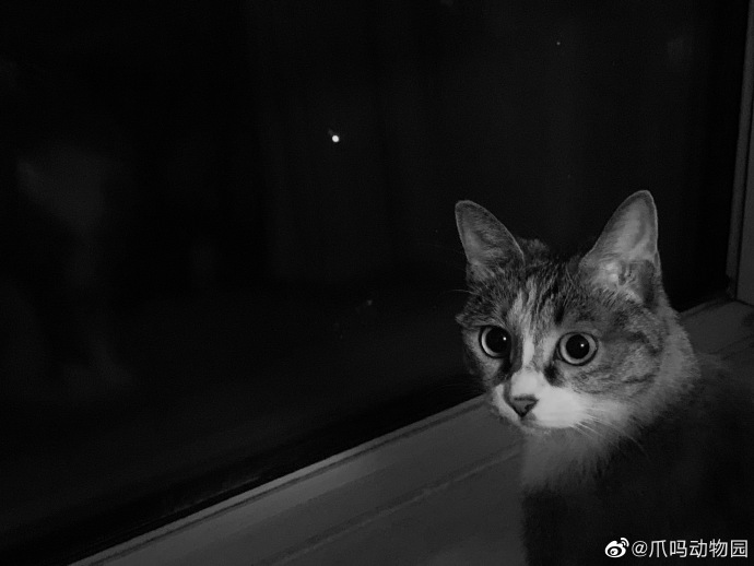 猫图片|宠物猫|猫咪|