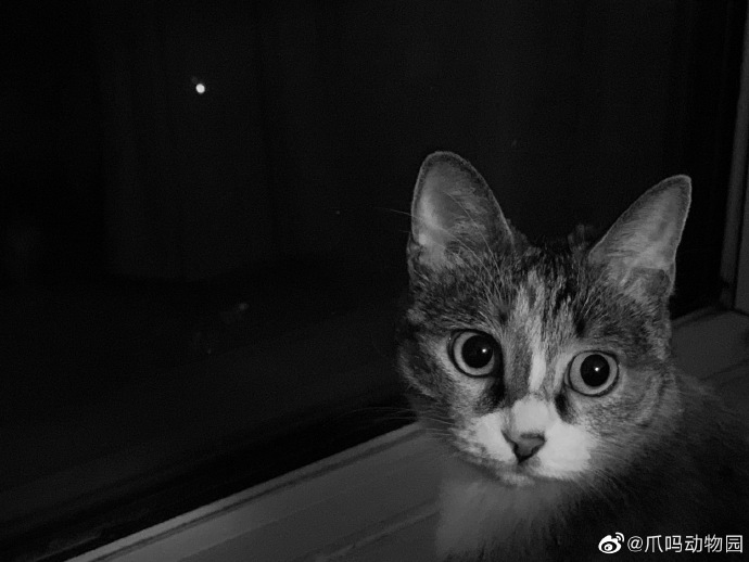 猫图片|宠物猫|猫咪|
