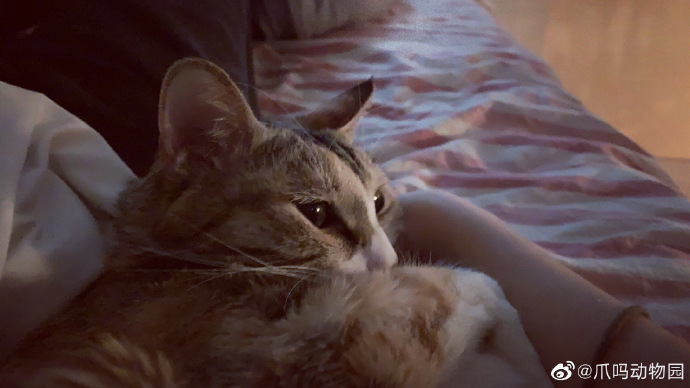 猫图片|宠物猫|猫咪|