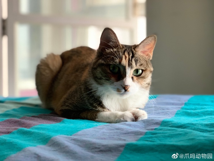 猫图片|宠物猫|猫咪|