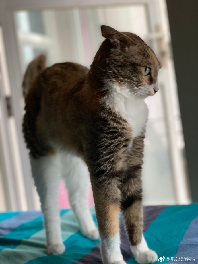 猫图片|宠物猫|猫咪|