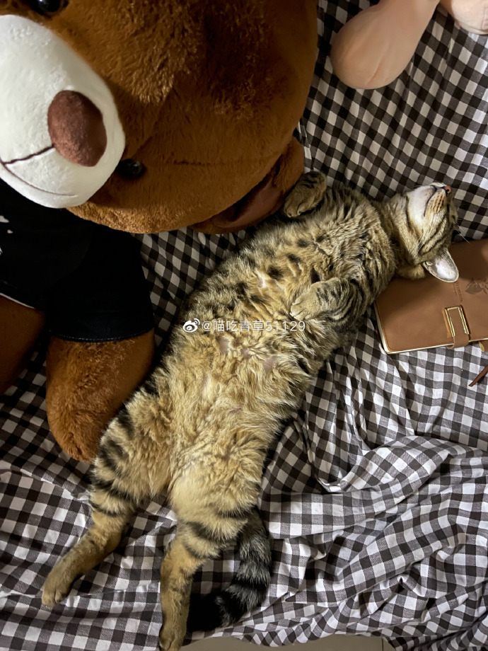 猫图片|宠物猫|猫咪|