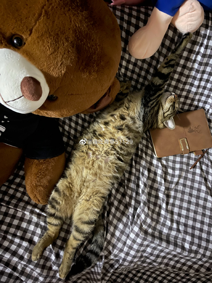 猫图片|宠物猫|猫咪|