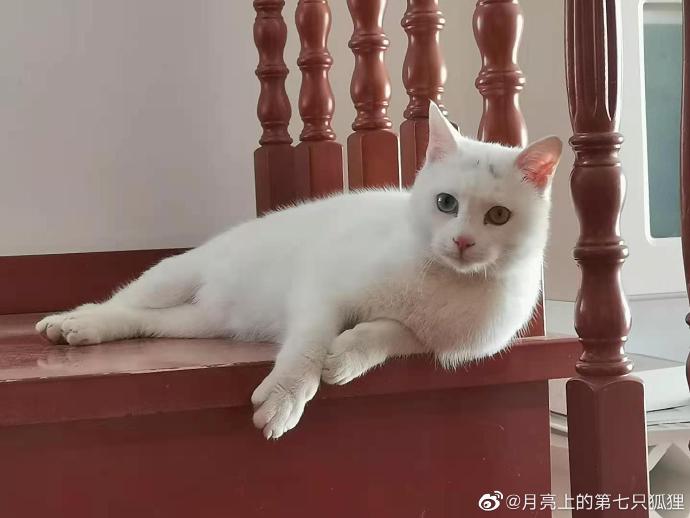 猫图片|宠物猫|猫咪|