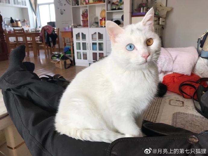 猫图片|宠物猫|猫咪|