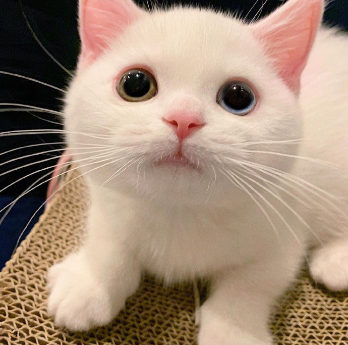 猫图片|宠物猫|猫咪|