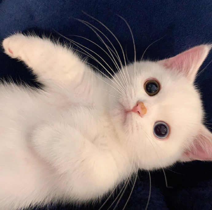 猫图片|宠物猫|猫咪|