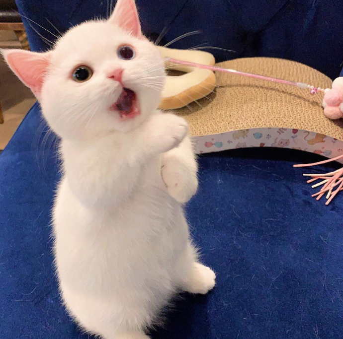 猫图片|宠物猫|猫咪|