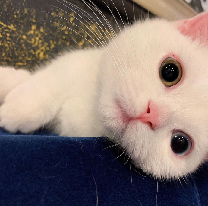 猫图片|宠物猫|猫咪|