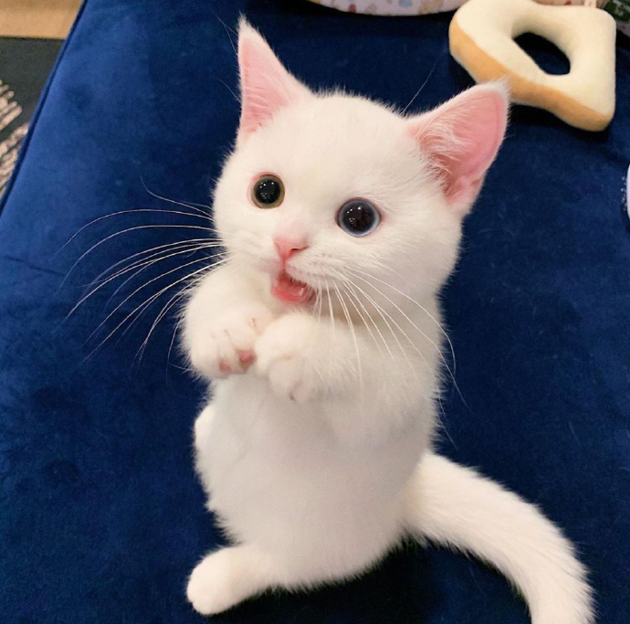 猫图片|宠物猫|猫咪|