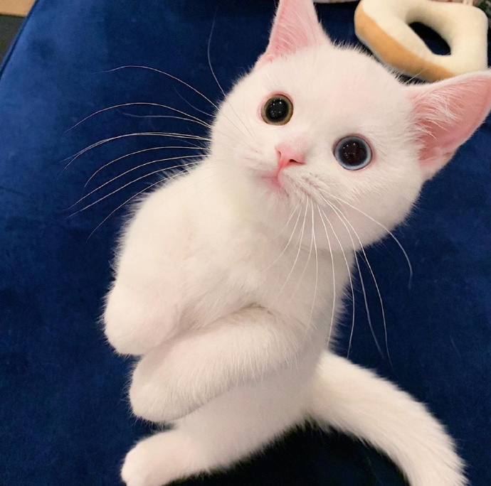 猫图片|宠物猫|猫咪|