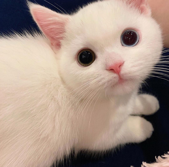 猫图片|宠物猫|猫咪|