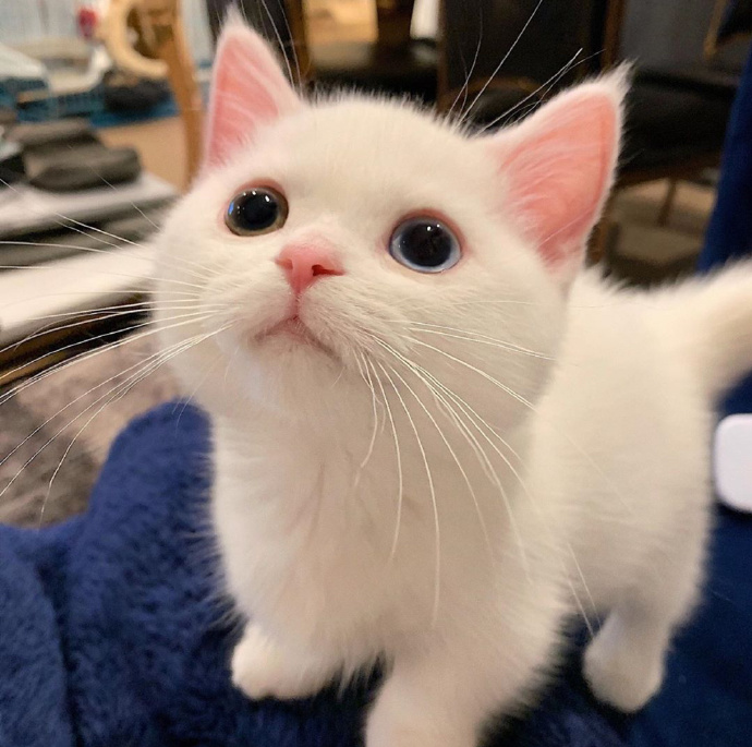 猫图片|宠物猫|猫咪|