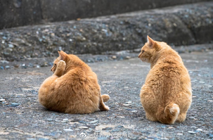 猫图片|宠物猫|猫咪|