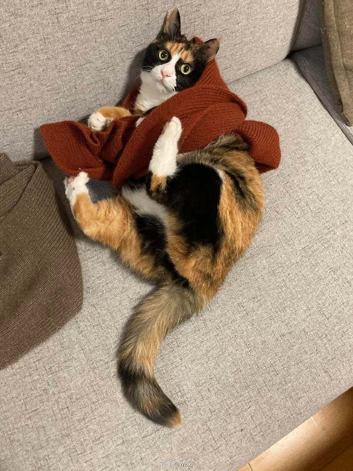 猫图片|宠物猫|猫咪|