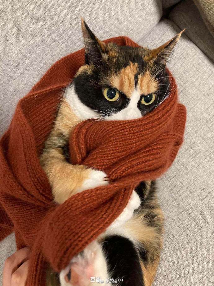 猫图片|宠物猫|猫咪|