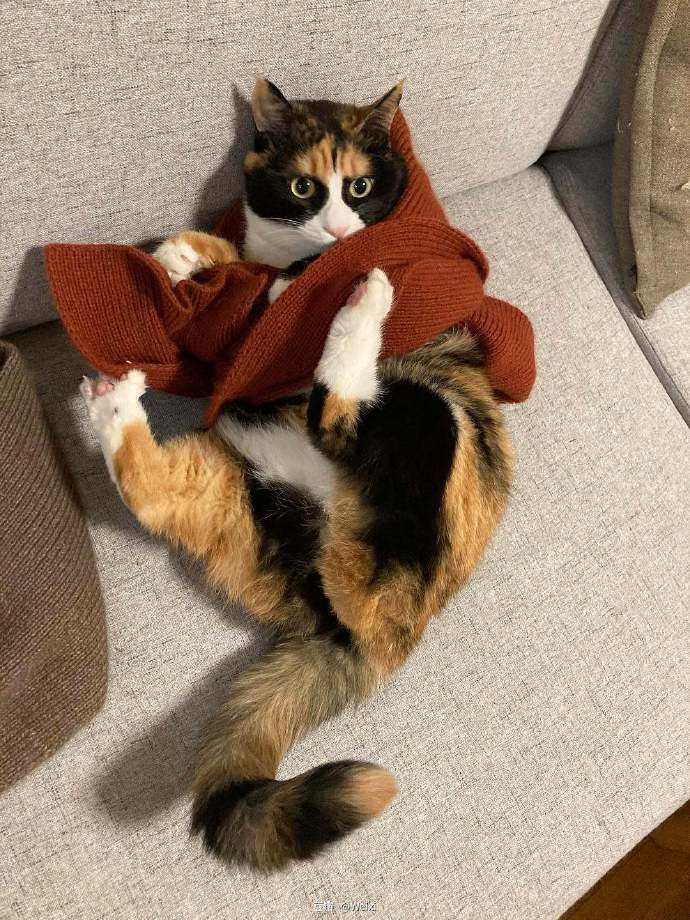 猫图片|宠物猫|猫咪|