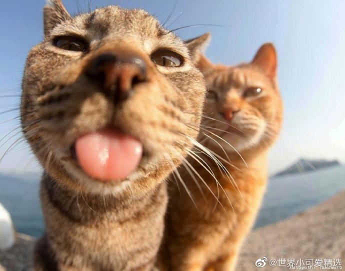 猫图片|宠物猫|猫咪|