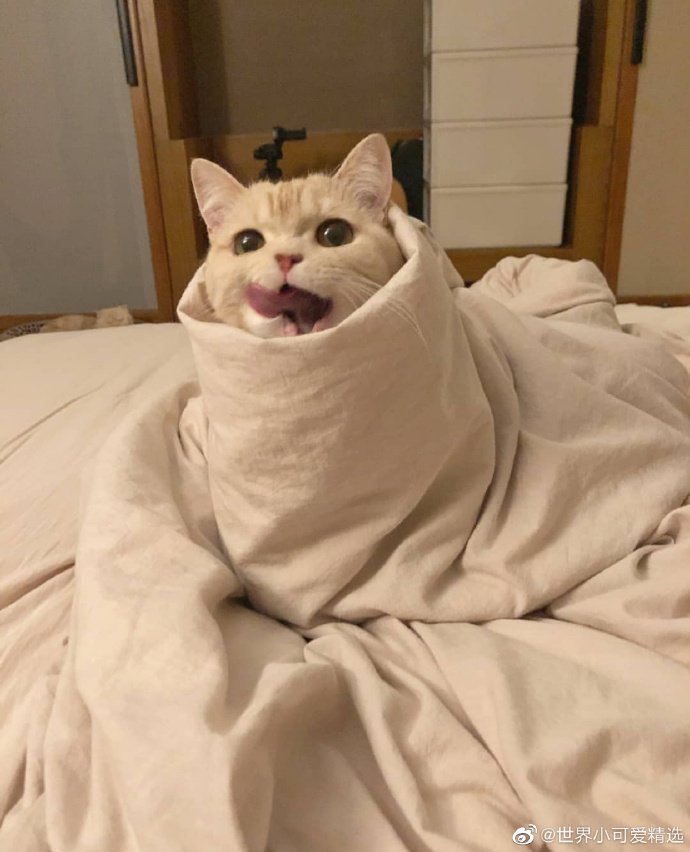 猫图片|宠物猫|猫咪|