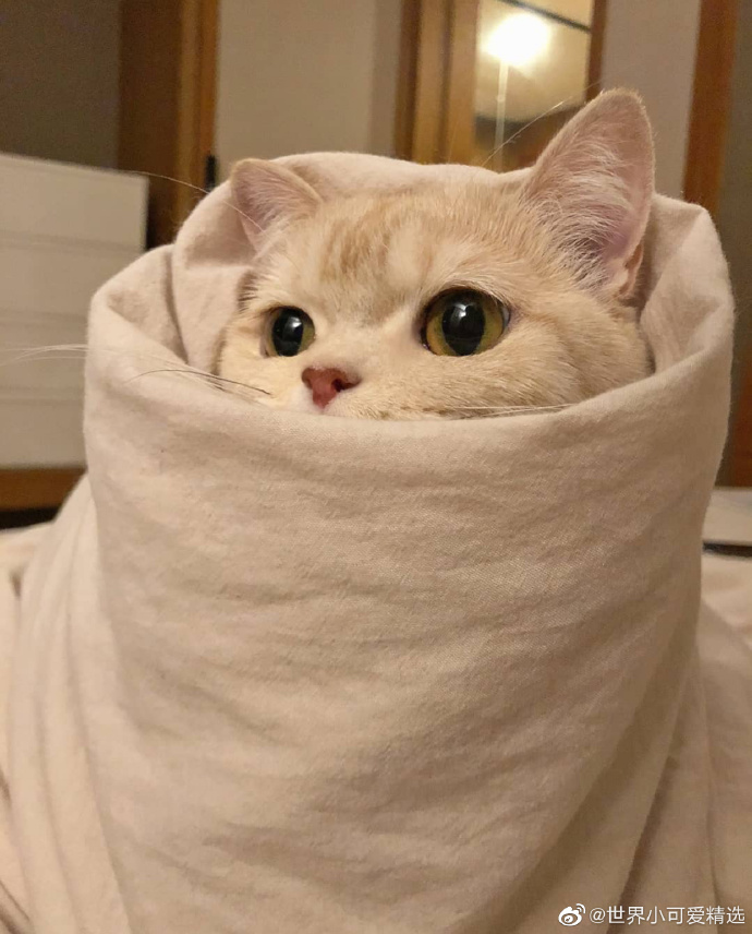 猫图片|宠物猫|猫咪|