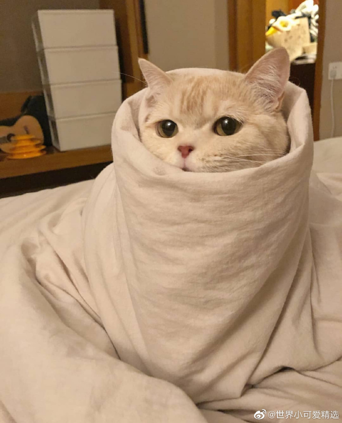 猫图片|宠物猫|猫咪|