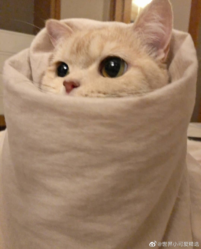 猫图片|宠物猫|猫咪|