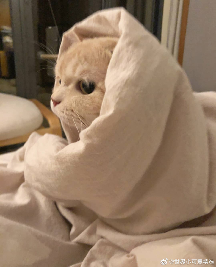 猫图片|宠物猫|猫咪|