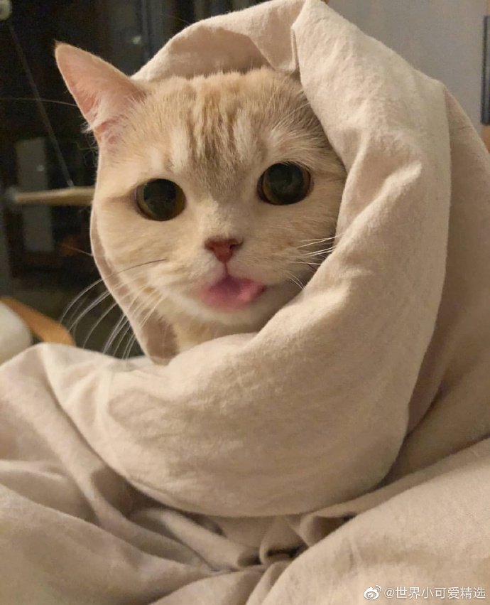 猫图片|宠物猫|猫咪|