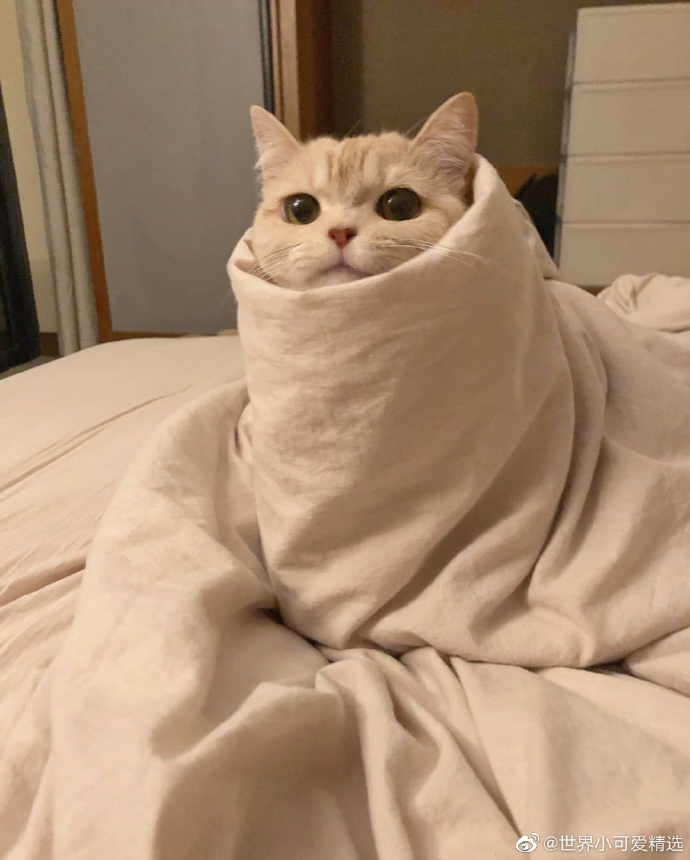 猫图片|宠物猫|猫咪|