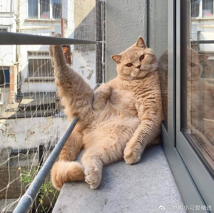 猫图片|宠物猫|猫咪|