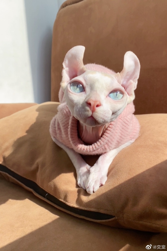 猫图片|宠物猫|猫咪|