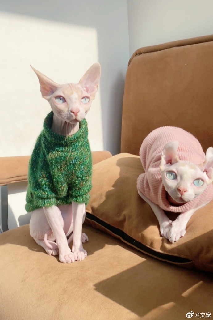 猫图片|宠物猫|猫咪|