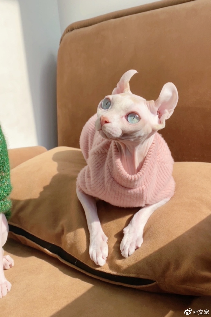 猫图片|宠物猫|猫咪|