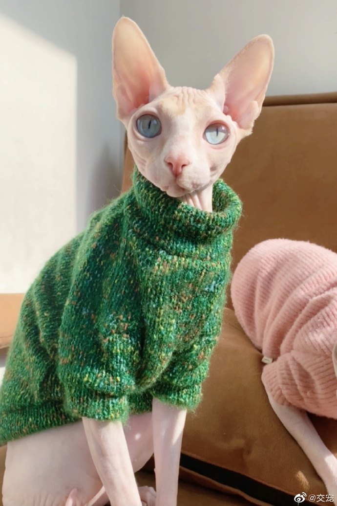 猫图片|宠物猫|猫咪|