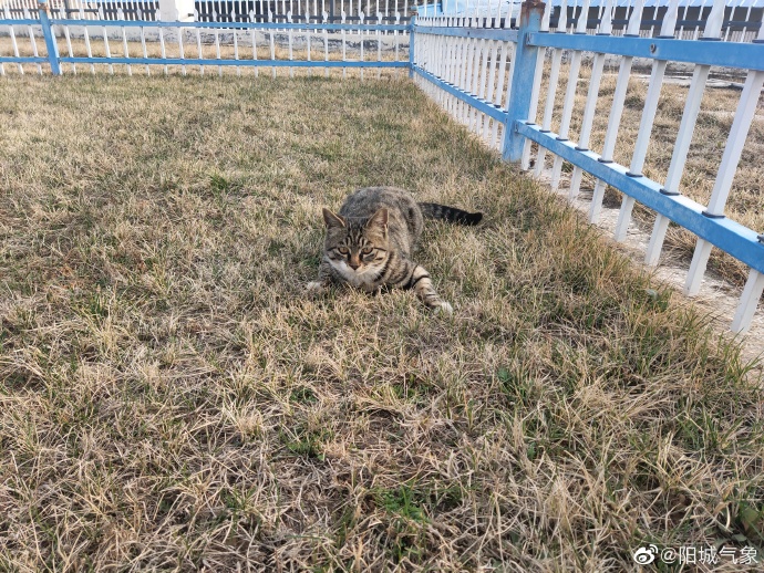 猫图片|宠物猫|猫咪|