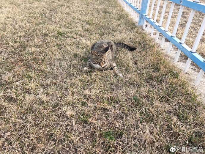 猫图片|宠物猫|猫咪|