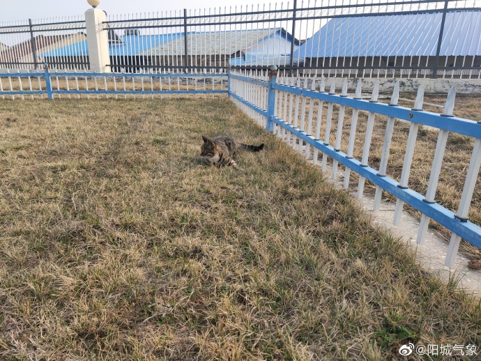 猫图片|宠物猫|猫咪|