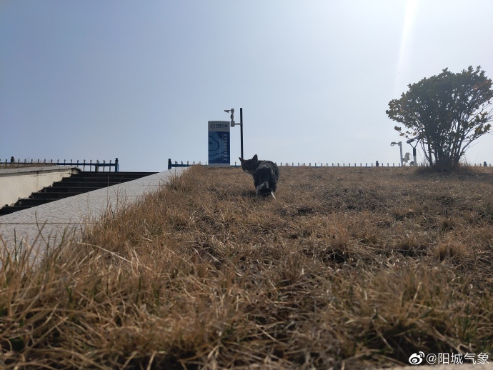 猫图片|宠物猫|猫咪|