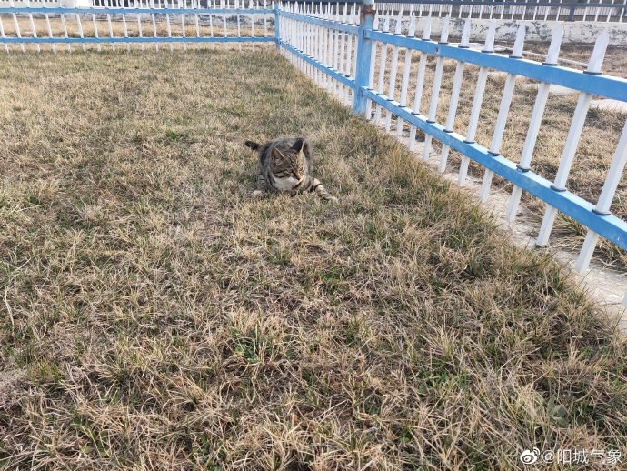 猫图片|宠物猫|猫咪|