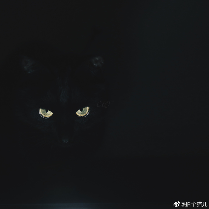 猫图片|宠物猫|猫咪|
