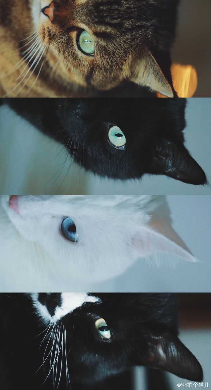 猫图片|宠物猫|猫咪|