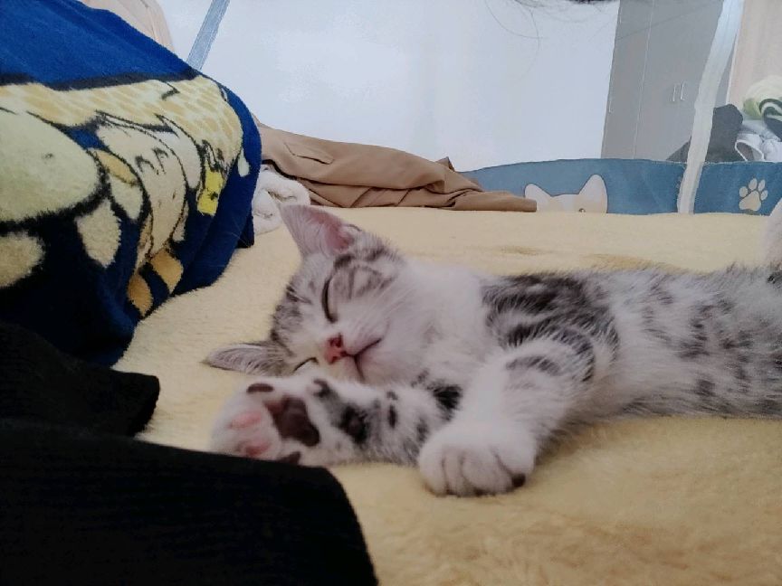 猫图片|宠物猫|猫咪|