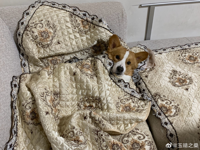 猫图片|宠物猫|猫咪|