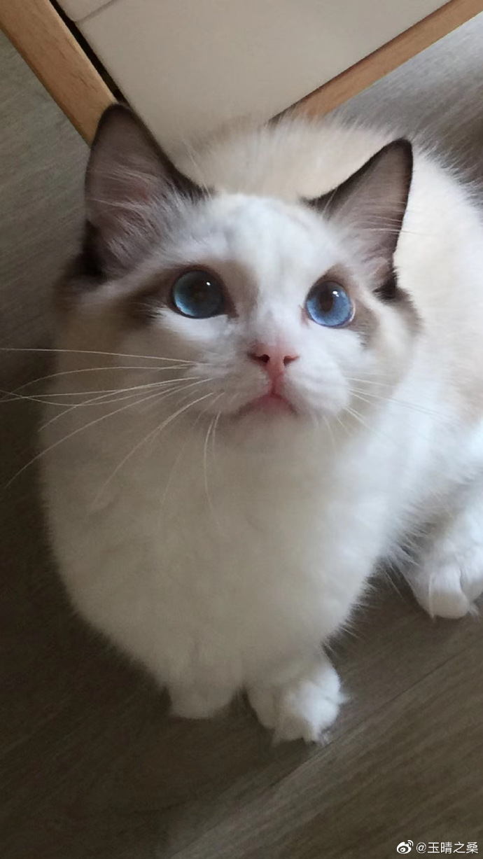 猫图片|宠物猫|猫咪|