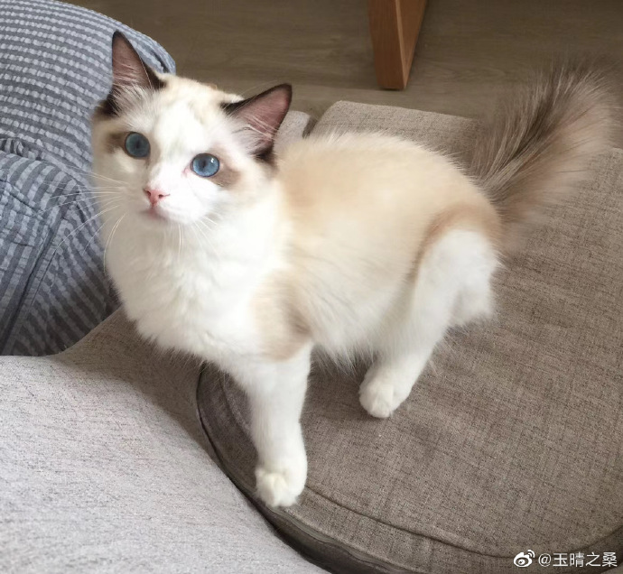 猫图片|宠物猫|猫咪|