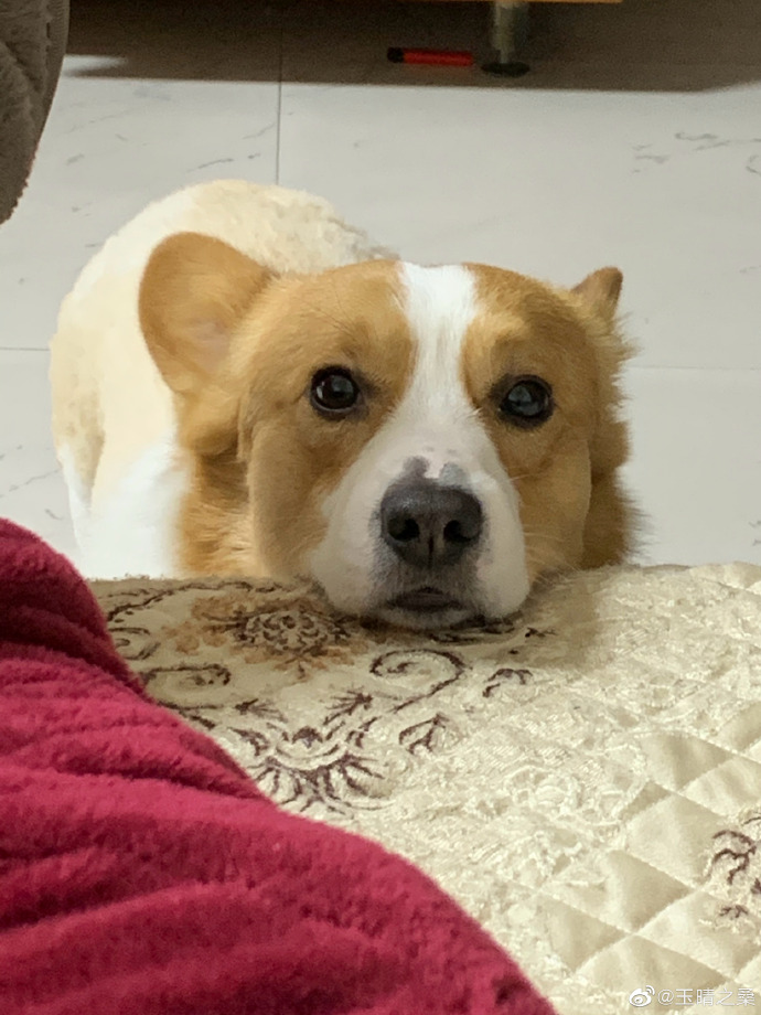 猫图片|宠物猫|猫咪|