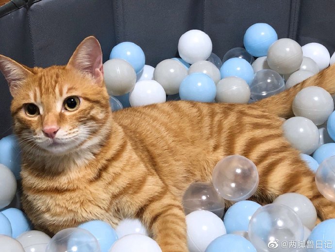 猫图片|宠物猫|猫咪|