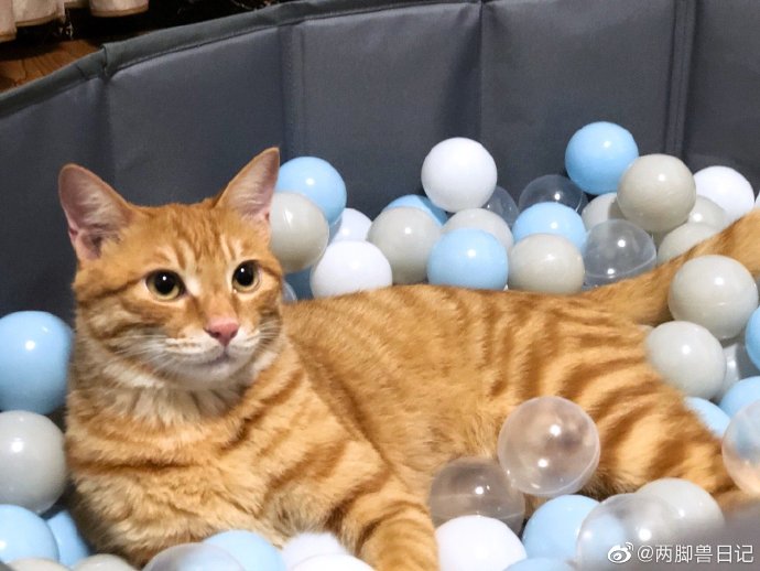 猫图片|宠物猫|猫咪|